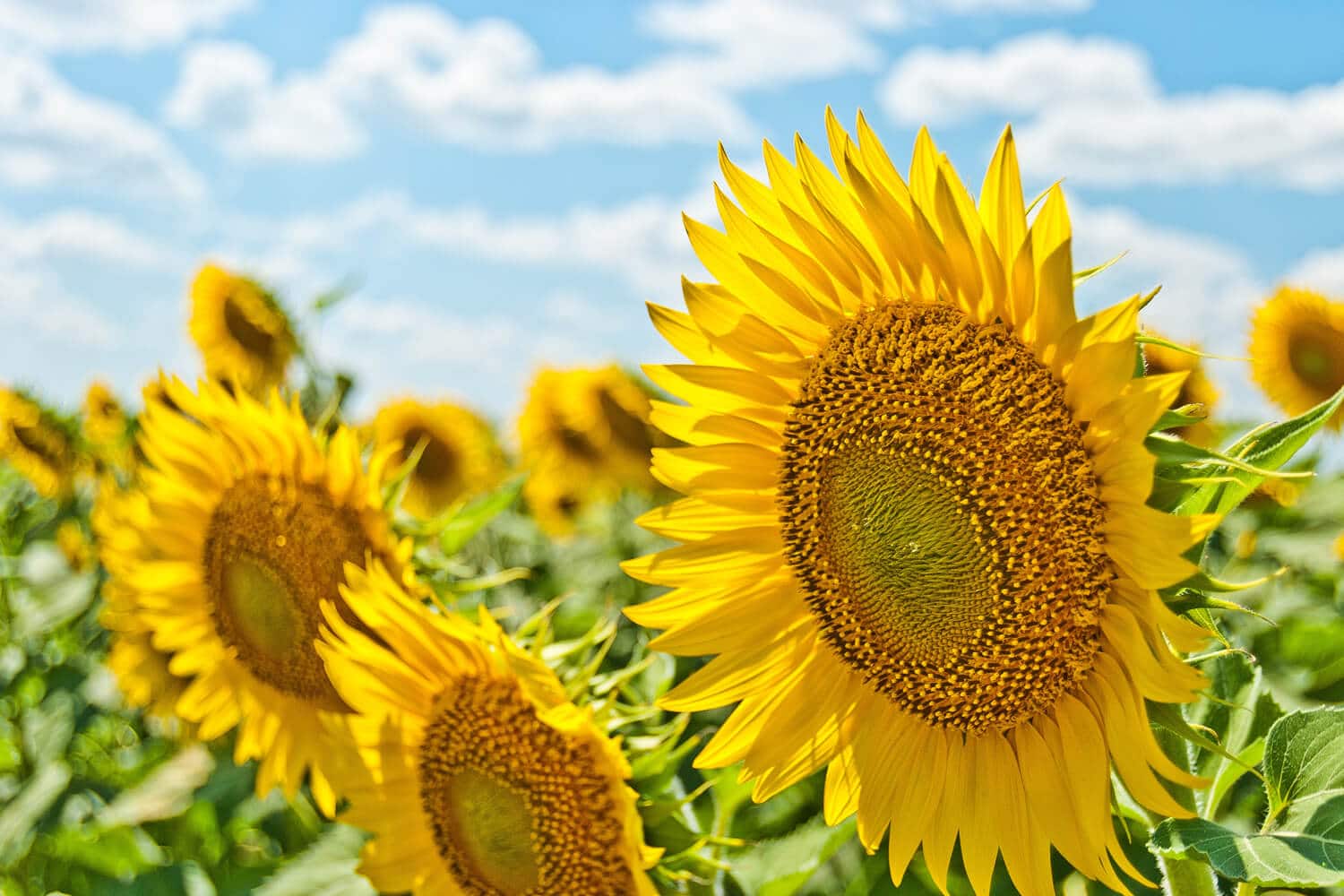 Open Bookmarks Co. Blog Blog Sunflower